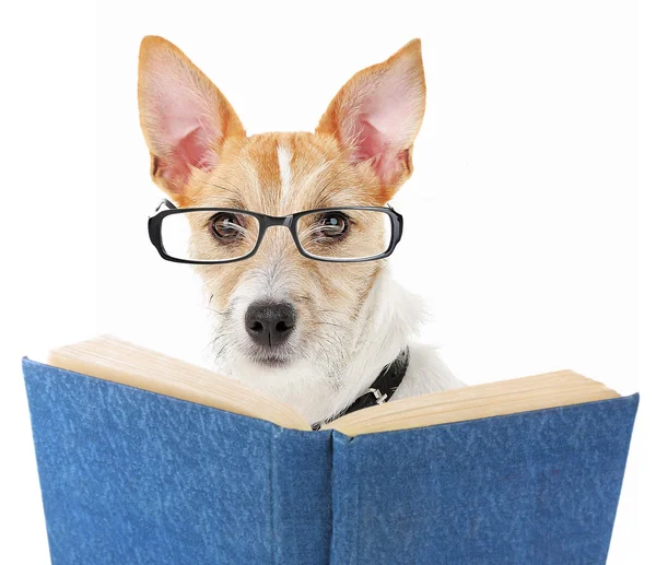 Roztomilý pes v brýlí s knihou — Stock fotografie