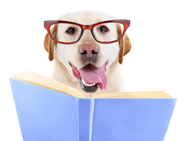 Cute dog in eyeglasses with book