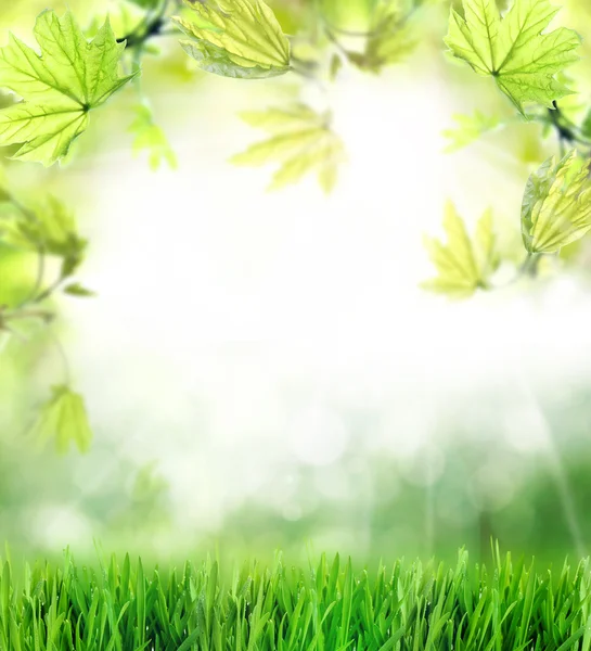 Background with green grass and leaves — Stock Photo, Image