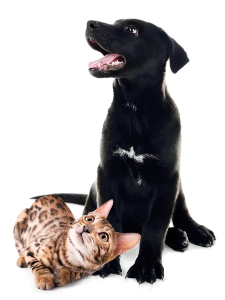 Söt hund och katt isolerade — Stockfoto