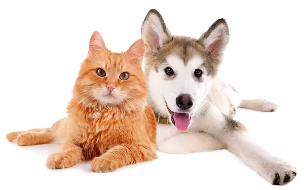 Милая собака и кошка изолированы — стоковое фото