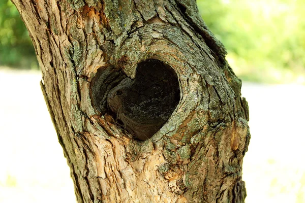 Arbre creux en forme de coeur — Photo