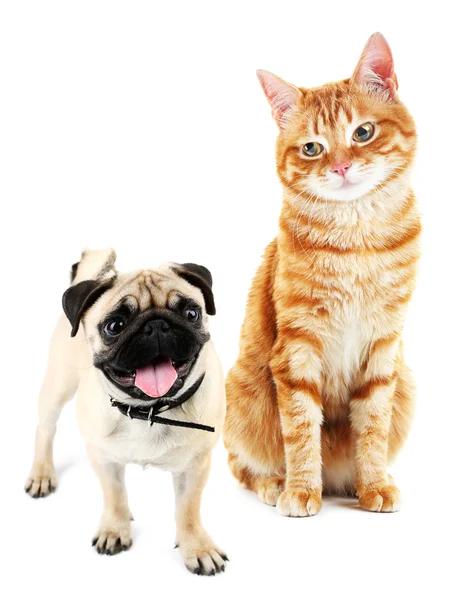 Söt hund och katt isolerade — Stockfoto