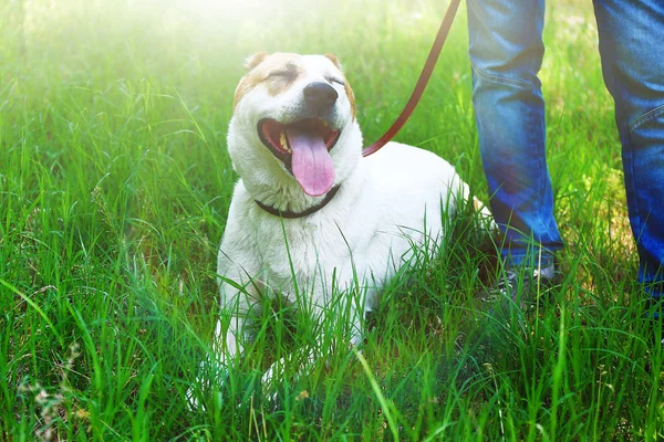 Смешная большая собака алабаи — стоковое фото