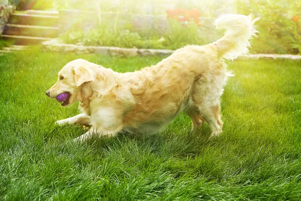 Golden retriever på grönt gräs — Stockfoto