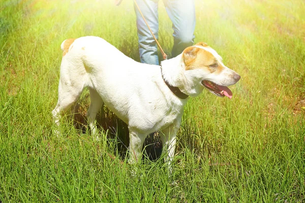 Divertido perro alabai grande — Foto de Stock