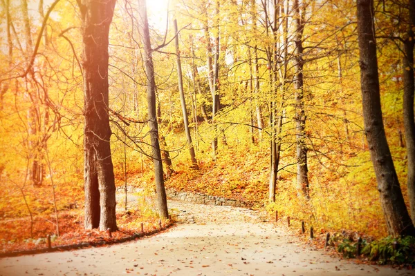 Hermosos árboles de otoño — Foto de Stock