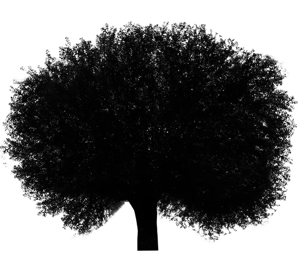 Silhouette d'arbre noir — Photo