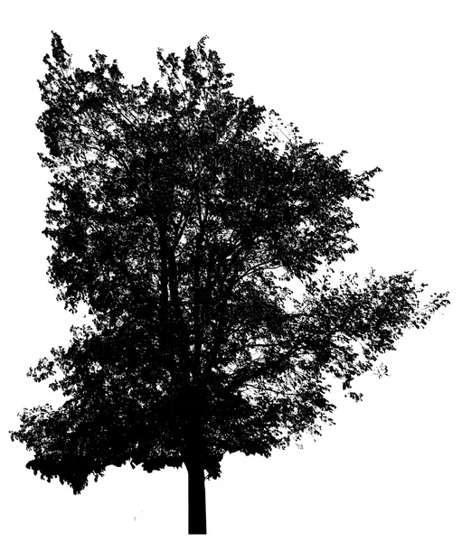 Sziluettjét fekete fa — Stock Fotó