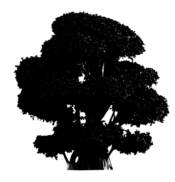 Silhouette albero nero — Foto Stock