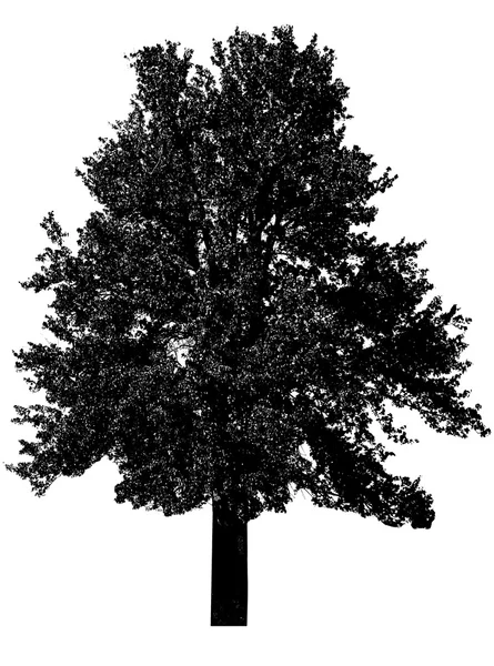 Black tree silhouette — Stock Photo, Image