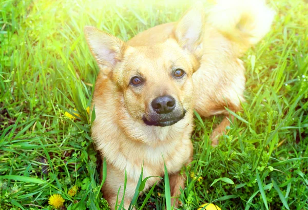 Lustiger süßer Hund, im Freien — Stockfoto