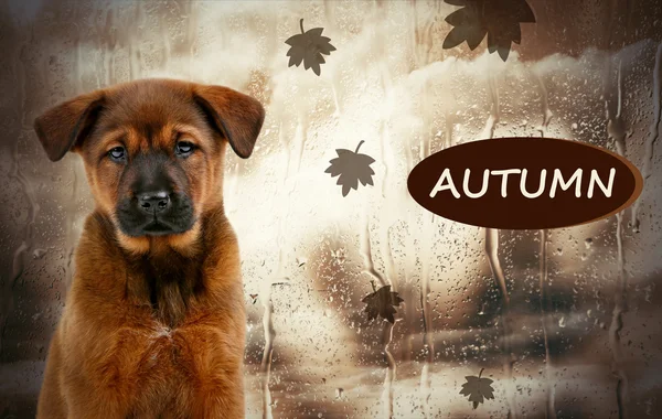 Sad dog on rain background — Stock Photo, Image