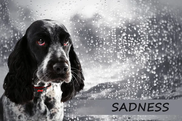 Triest hond op regen achtergrond — Stockfoto