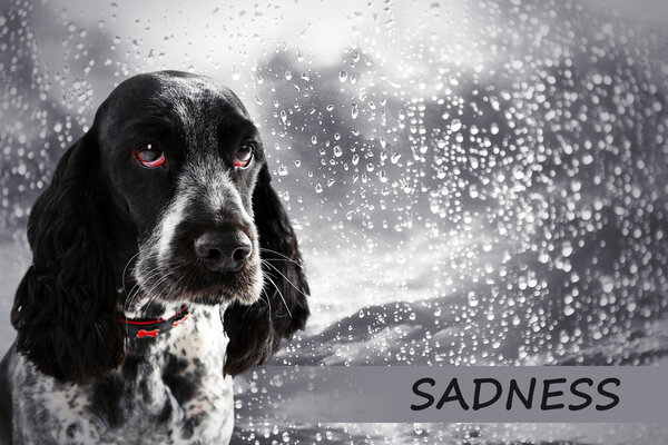 Sad dog on rain background