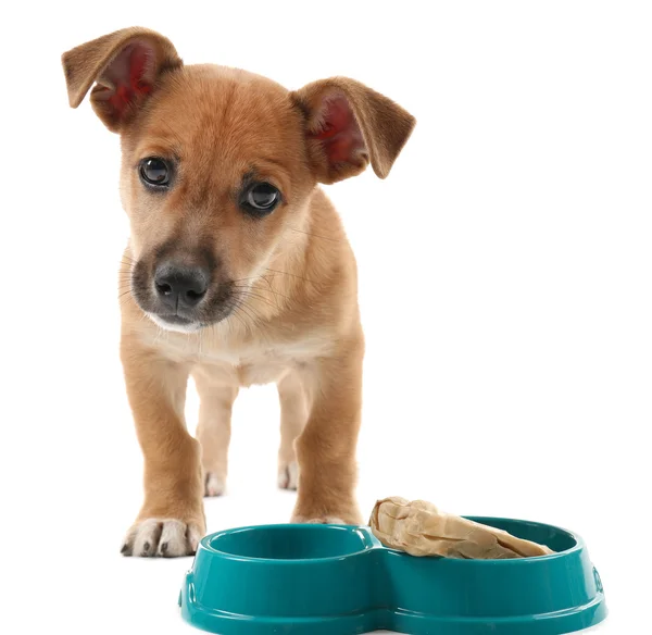 Filhote de cachorro engraçado comendo de tigela isolada em branco — Fotografia de Stock