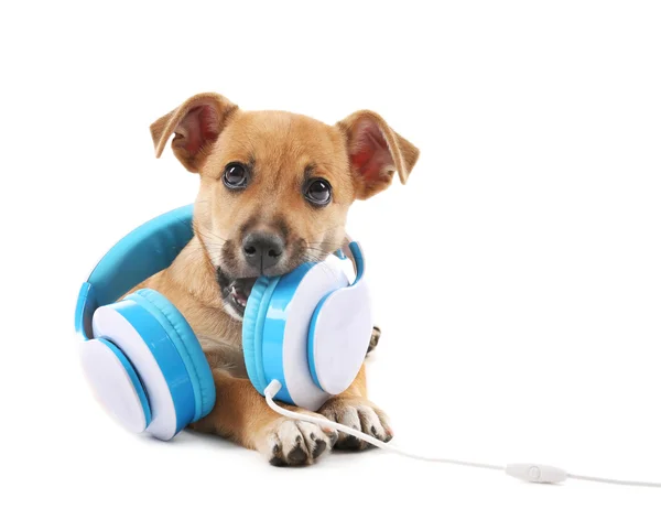 Cachorro jugando con auriculares aislados en blanco —  Fotos de Stock