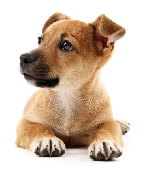 Filhote de cachorro isolado em branco — Fotografia de Stock