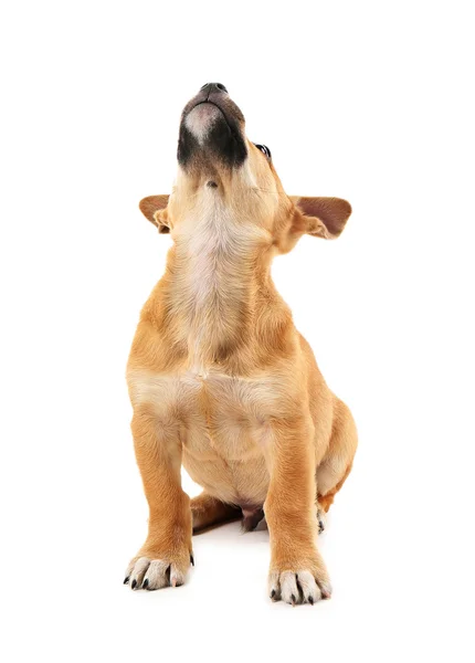 Mulher brincando com cachorro isolado no branco — Fotografia de Stock