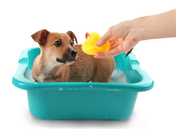 Filhote de cachorro com pato de brinquedo no banho isolado no branco — Fotografia de Stock