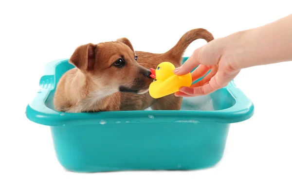 Filhote de cachorro com pato de brinquedo no banho isolado no branco — Fotografia de Stock