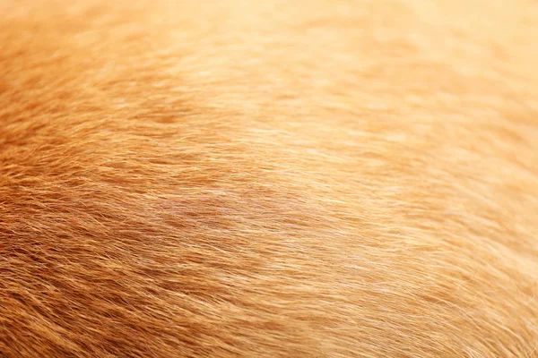 Dog's hair background — Stock Photo, Image