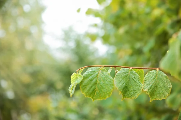 Hojas de abedul en el bosque — Foto de Stock