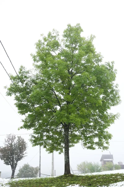 Grüner Baum am Hang — Stockfoto