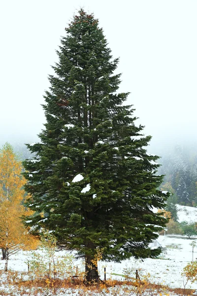 Albero di pino sulla collina Fotografia Stock