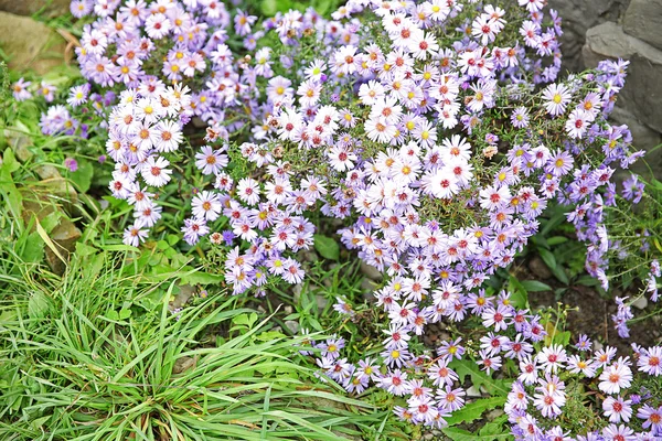 Vackra blommor i trädgården — Stockfoto