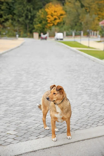 Stray cão ao ar livre — Fotografia de Stock