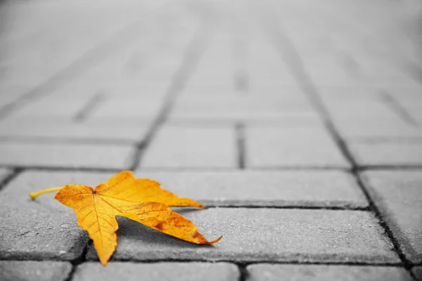Лист, що лежить на кам'яному тротуарі — стокове фото