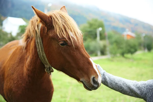 Flicka utfodring häst på äng — Stockfoto