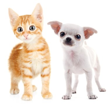 Sevimli köpek ve kedi izole