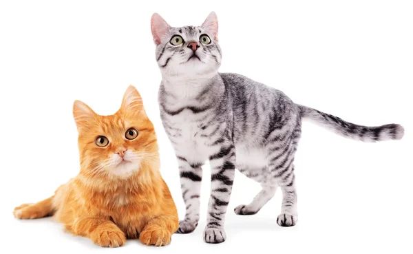 Schattige katten geïsoleerd — Stockfoto