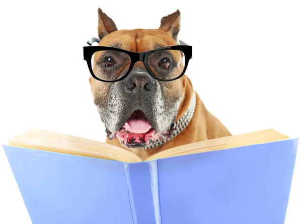 Lindo perro en gafas con libro — Foto de Stock
