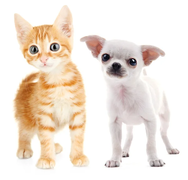 Schattige puppy en kitten geïsoleerd — Stockfoto