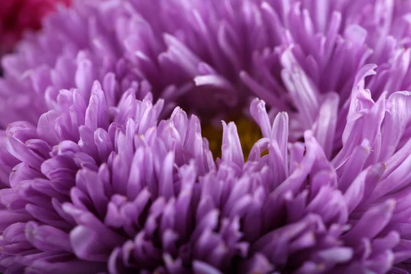 Beautiful violet chrysanthemum — Stock Photo, Image