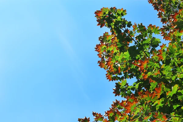 Feuilles d'érable dans le ciel bleu — Photo