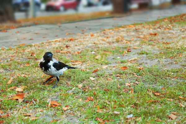 Corvo cinzento comendo migalhas de pão — Fotografia de Stock