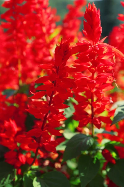 Belles fleurs rouges — Photo