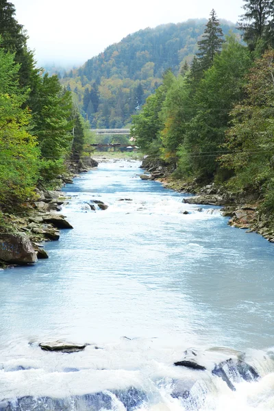 Rivière traversant la forêt — Photo
