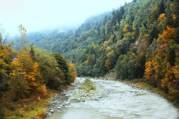 Rio que flui através da floresta — Fotografia de Stock