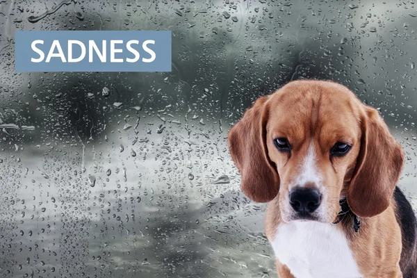 Triste cão no fundo da chuva — Fotografia de Stock