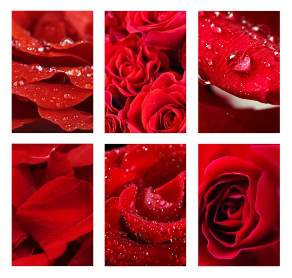 Hermosas rosas rojas —  Fotos de Stock