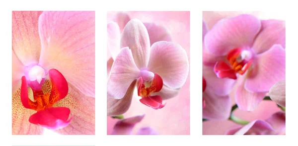 Krásné růžové orchideje — Stock fotografie