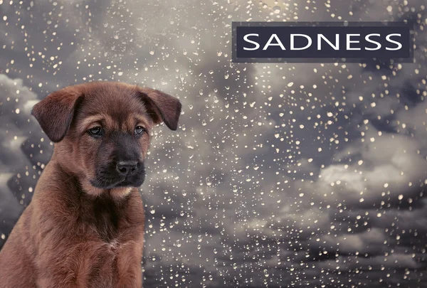 Sad dog on rain background