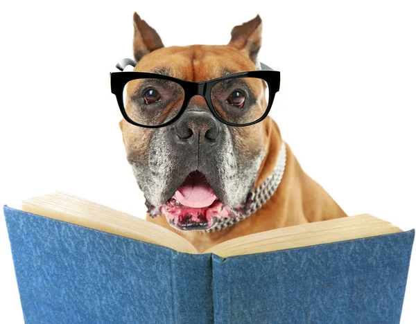 Cute dog in eyeglasses with book — Stock Photo, Image