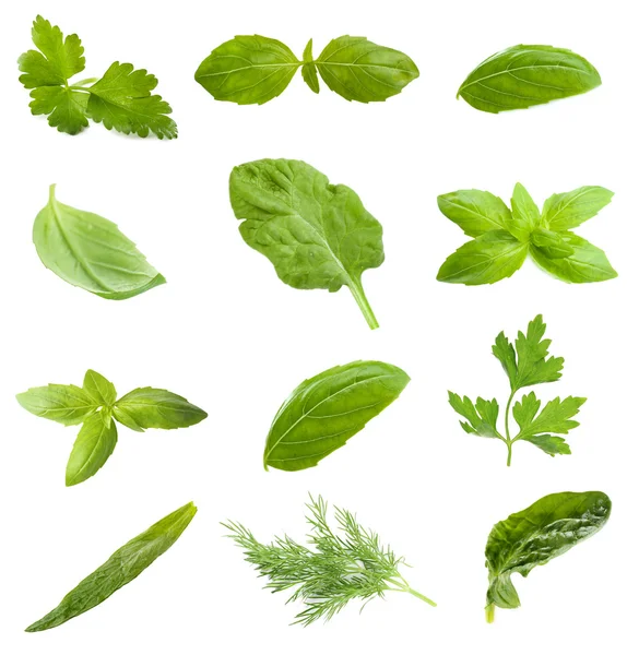 Collage mit Blättern aromatischer Kräuter — Stockfoto