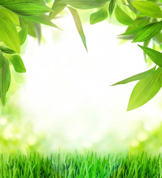 Fundo com grama verde e folhas — Fotografia de Stock